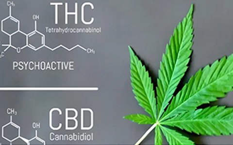 依利特參與起草的工業(yè)大麻團(tuán)體標(biāo)準(zhǔn)已經(jīng)實(shí)施了！